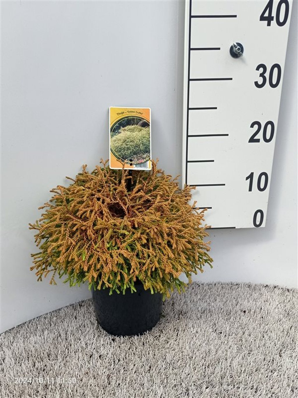 Thuja occ. 'Golden Tuffet' - C3 25-30 CM